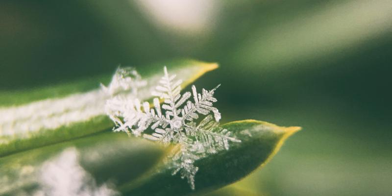 kuvituskuva jossa lumihiutale vihreällä lehdellä