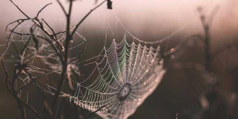 Illustration with a picture about a spiderweb.