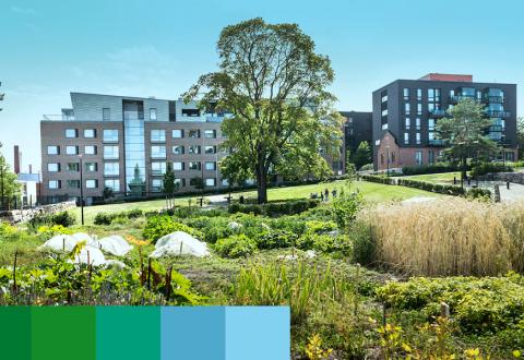 Urban agriculture in front of modern, urban buildings