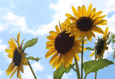 Stock photo, sunflowers and a clear sky. 