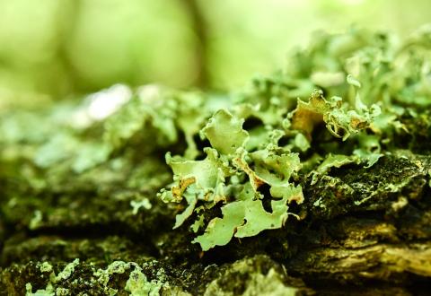 lähikuva sammalesta